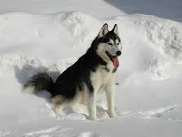Weitere ideen zu schlittenhunde, schlitten, hunde. Der Siberian Husky Aussehen Charakter Erziehung Haltung