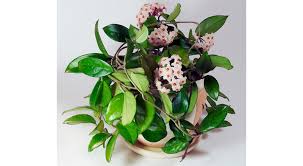 Image result for hoya plant flower