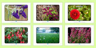 Check spelling or type a new query. Common Garden Plants In The Uk Ks1 Primary Resource
