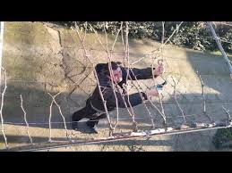 Image result for pruning grapes on a pergola