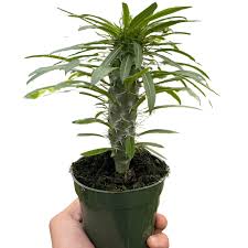 Image result for Pachypodium