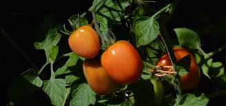 Maybe you would like to learn more about one of these? Best Tomatoes For Canning