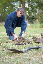 When to plant fruit trees. Planting Guide For Fruit Trees Lovetoknow