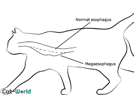 Megaesophagus is a condition in which the esophagus, a muscular tube that runs from the mouth to the stomach, is enlarged and malfunctioning. Megaesophagus In Cats Cat World