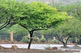 Image result for Acacia hebeclada