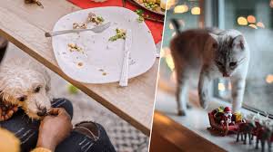 Macadamia nuts and foods containing macadamia nuts, such as baked goods can be fatal for dogs. What Can Your Pet Eat From Your Christmas Dinner The Safe And Dangerous Festive Foods Heart