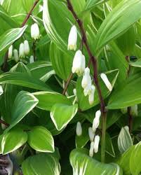 Image result for Combretum falcatum