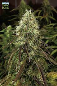 Pin On Essentials Cannabis