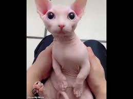 Lovely Hairless Baby Sphynx Cats In 2020 Sphynx Cat Cats Funny Cat Videos