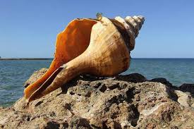 We did not find results for: Are There Poisonous Snails Diseases Of The Achatina Snail You Did Not Know About