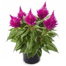 Celosia Kelos Fire Pink Purple Veins Bloom Backyard Landscaping
