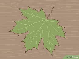 Plant liriope under or grow impatience under. 3 Ways To Identify Sugar Maple Trees Wikihow