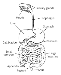 The liver is a vital organ that is responsible for many of the processes that keep us alive. Easy Drawing Pencil Easy Drawing Human Digestive System Diagram Novocom Top