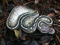Pin On Beautiful Snakes