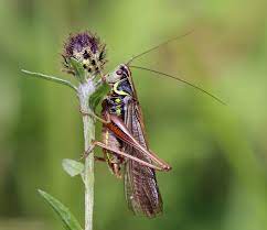 Последние твиты от cricket insect (@cricketinsectin). Orthoptera Wikipedia