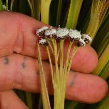 Image result for Eriocaulaceae