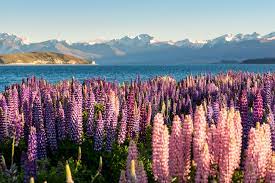 Get it as soon as tue, feb 16. Lupin Flower A Beautiful Bloom That Comes With A Bite Floraqueen