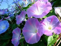 46 Likes Tumblr Beautiful Flowers Morning Glory Flowers Trees To Plant