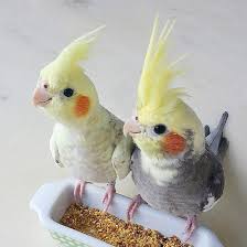 Learn more about each species of bird to determine which will make the best addition to your family from our live bird care sheets. Petco On Twitter Hi For Information On Parakeets And Parakeet Care See Https T Co Wnhe1nxty0