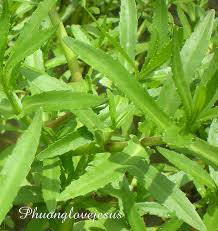 Image result for Enydra fluctuans