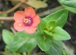 Image result for Anagallis pumila
