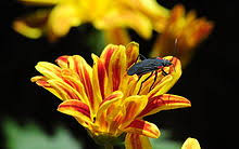 Jadera red and black weaver bug. Jadera Haematoloma Wikipedia