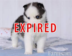 My first instagram page @mywinterfells.siberian_huskies my facebook diana bubnova (mywinterfell's siberian huskies) we are located in usa(nc ) facebook.com/diana.bubnova.100. Adorable Blue Eyed Siberian Husky Puppies For Sale For Sale Farms Com