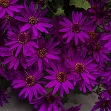 Image result for Pericallis