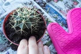 Understanding of how diseases are spread would be a major change. How To Repot A Small Tall Or Large Cactus And Aftercare Terrarium Planting Guide