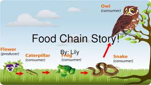 Food Chain Story