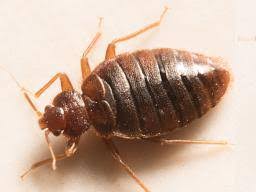 bed bug bites pictures treatment and prevention