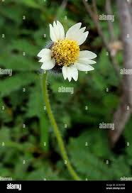 Image result for Tridax