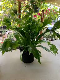 Image result for Microsorum punctatum