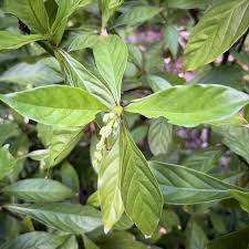 Image result for Psychotria pumila