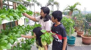 Tempatkan tanaman secara strategis dalam pot besar atau pekebun seperti yang anda lakukan di dalam ruangan. Masa Pandemi Covid 19 Dr Roza Yusfiandayani Berikan Tips Ketahanan Pangan Di Pekarangan Rumah Ipb University