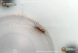 Selling a house through a real estate agent is pretty common… but it's not for everyone. House Centipede Scutigera Coleoptrata