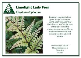 Image result for Athyrium