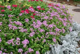 Image result for Pentas longiflora