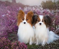 Papillon & Phalène - The Breed Archive
