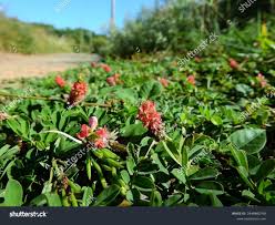 Image result for Indigofera spicata