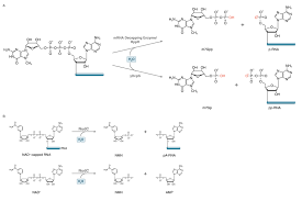 Moderna is an american biotechnology company based in cambridge, massachusetts that focus on drug discovery, drug development, and vaccine t. Mrna Decapping Selection Chart Neb
