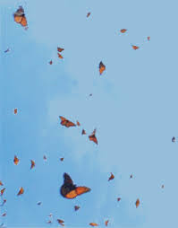 Find the perfect blue monarch butterfly stock illustrations from getty images. Monarch Butterfly Aesthetic Anime Page 1 Line 17qq Com