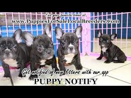 Features and shout outs available. Brindle French Bulldog Puppies For Sale Puppies For Sale Georgia Local Breeders Near Atlanta Ga Youtube