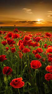 Beautiful Landscape Wallpaper Nature Flowers Beautiful Flowers Wallpapers Flowers Photography
