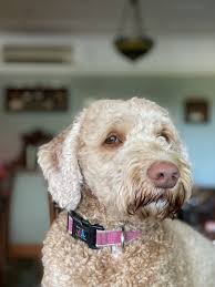 How to groom a labradoodle at home. Do Labradoodles Have To Be Groomed The Doodle Guide