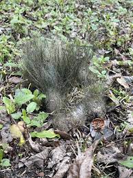 A wide range of pythium fungi, such as pythium aphanidermaturm, pythium graminicola, pythium ultimum and other, cause an unsightly lawn disease called pythium blight. Identification 4 Inch Long Hair Like Fungus Ubc Botanical Garden Forums