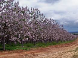 They are present in much of china, south to northern laos and vietnam and are long cultivated elsewhere in eastern asia. Paulownia Arborele Minune Cu Cea Mai RapidÄ CreÈte Din Lume Intr Un An Se InalÈÄ Cu 4 5 Metri Adela Parvu Interior Design Blogger
