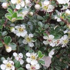 Image result for Cotoneaster microphyllus