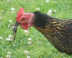 Ok That Was Gross Just Watched My Chicken Eat A Frog Savage Chickens Backyard Farmer Chicken Eating