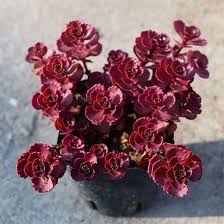 Sedum ground cover plants are exceptionally tolerant of heat and drought and also tolerate to cold and humidity. Sedum Spurium Voodoo Dragon Blood Succulent Plant Mangomeadows Best Nursery In Plants In Kerala